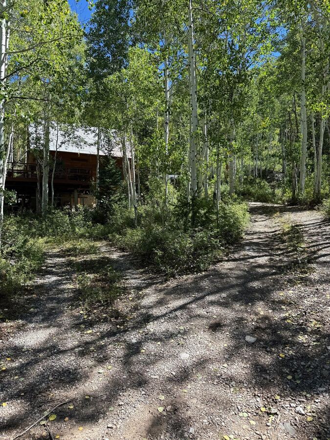 Gravel drive winding up through aspen trunks toward the cabin